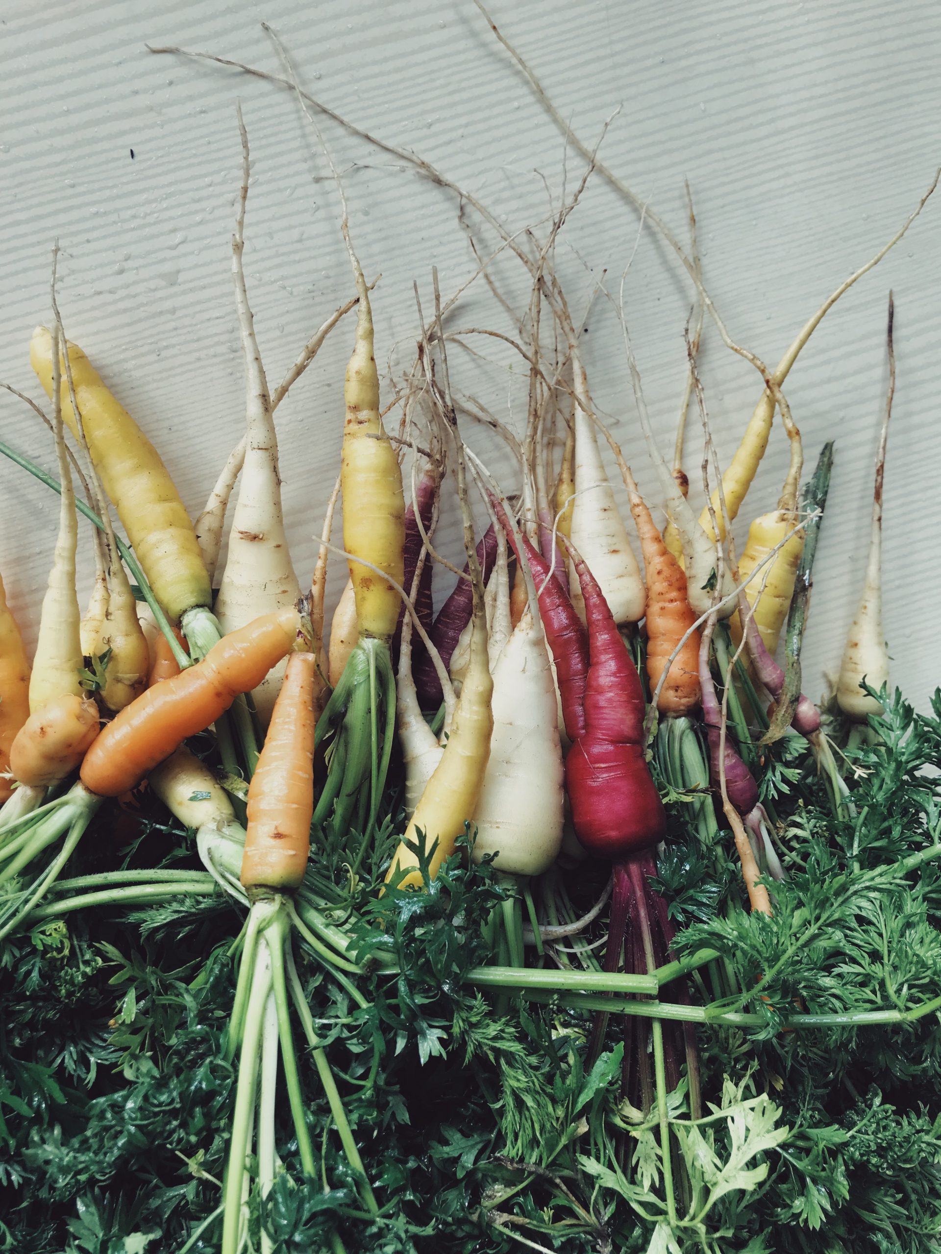 organic-vegetables-carrot-allotment-urban-garden