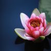 water-lilies-1825477 water-lilies-1825477