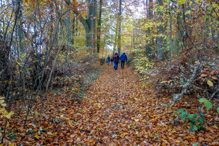 Herbstlicher Waldweg auf dem Thüster Berg