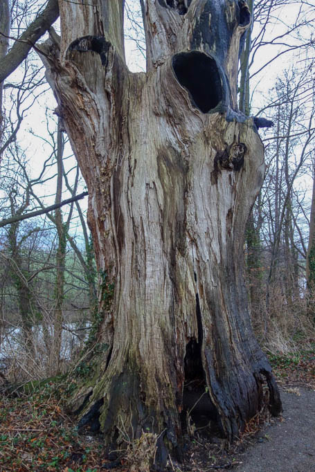 Bizarr geformter, abgestorbener Baum auf dem Bantelner Weg