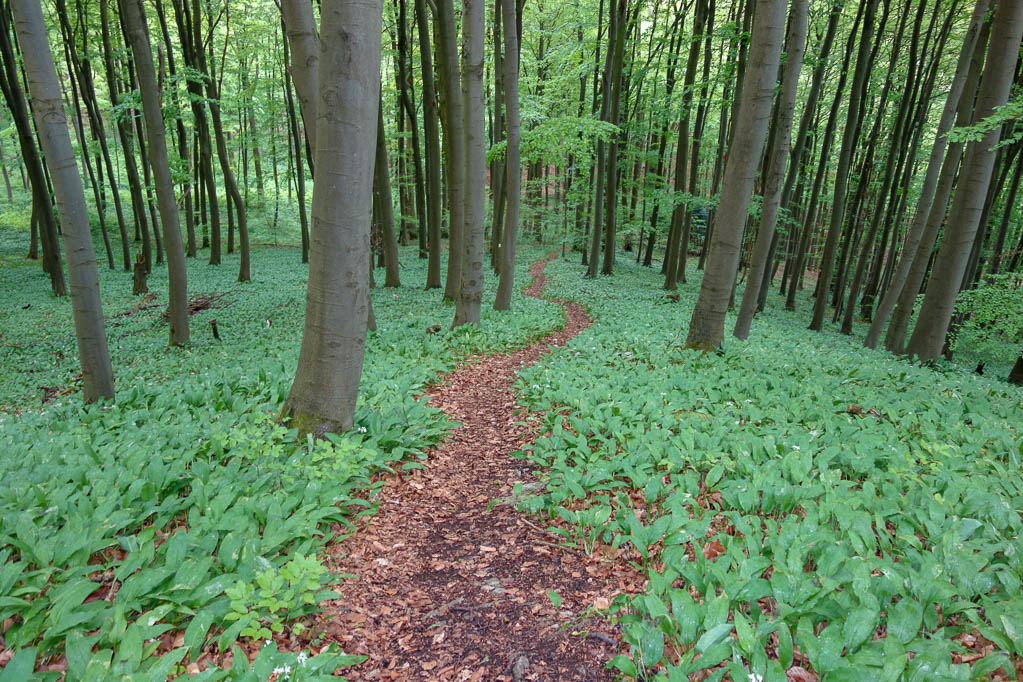 Bärlauch auf dem Waldboden