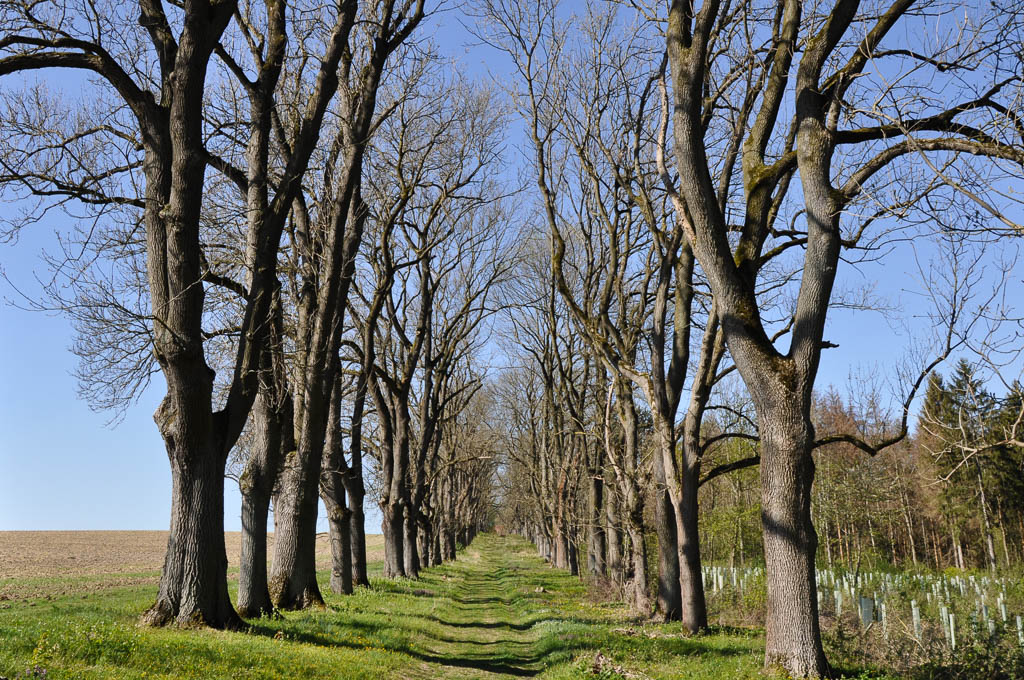 Eschenallee auf der Wernershöhe