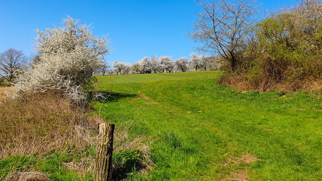 Kirschblüte in der Rühler Schweiz