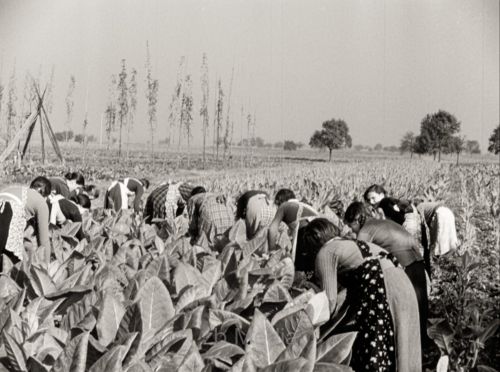 Deutschland 1937, Tabakpflückerin