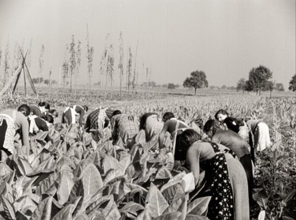 Deutschland 1937, Tabakpflückerin