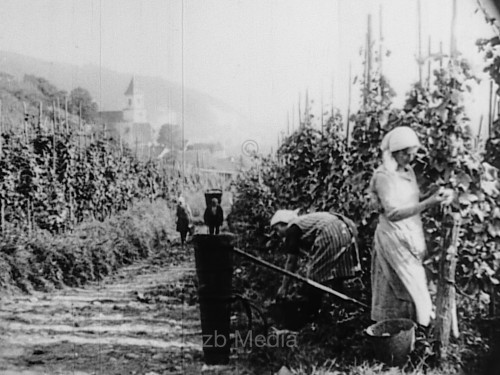 Rheingau, Weinlese 1930