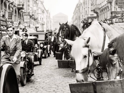 Pferde am Markt in Berlin 1930