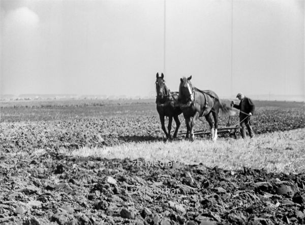 Pferdegespann mit Pflug in Deutschland 1937