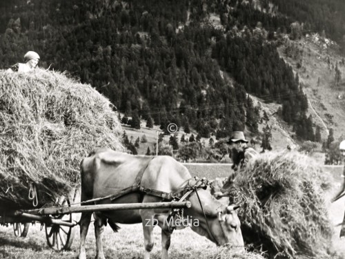 Heuernte in Oberbayern 1937