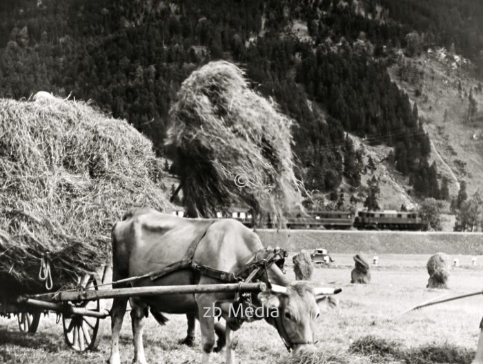 Heuernte in Oberbayern 1937