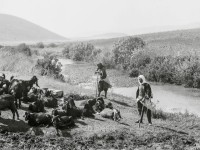 Arabische Ziegenhirten in Palästina 1935