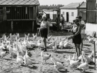 Fütterung des Geflügels auf jüdischer Farm Borochov in Palästina 1935