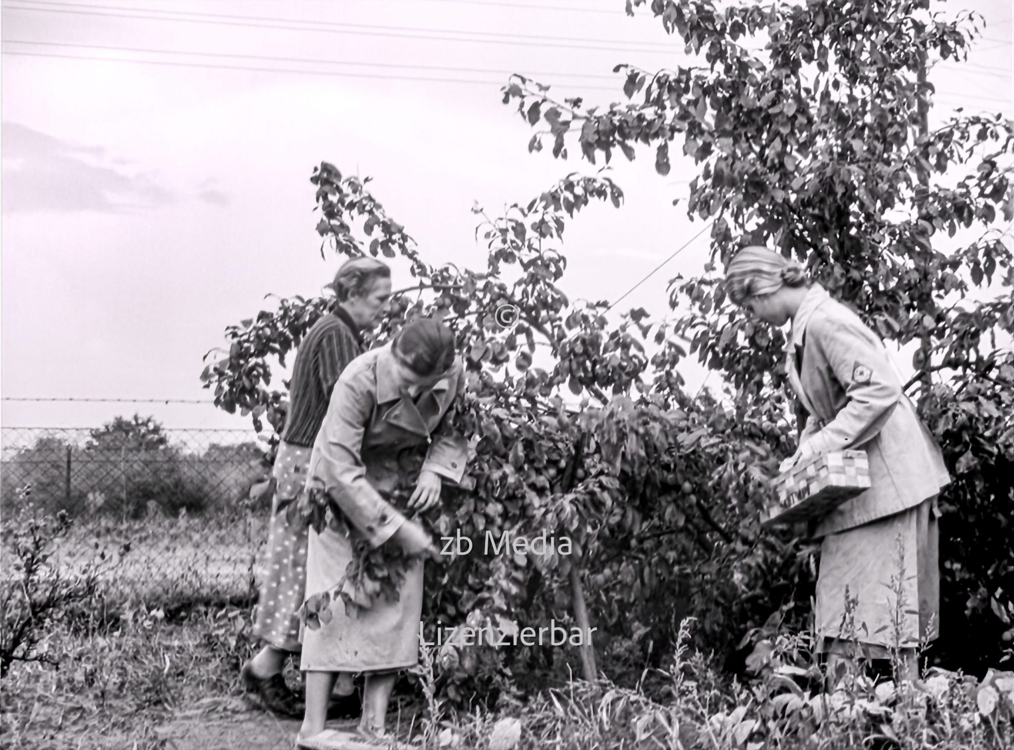 NS Frauen helfen bei Aprikosenernte 1937