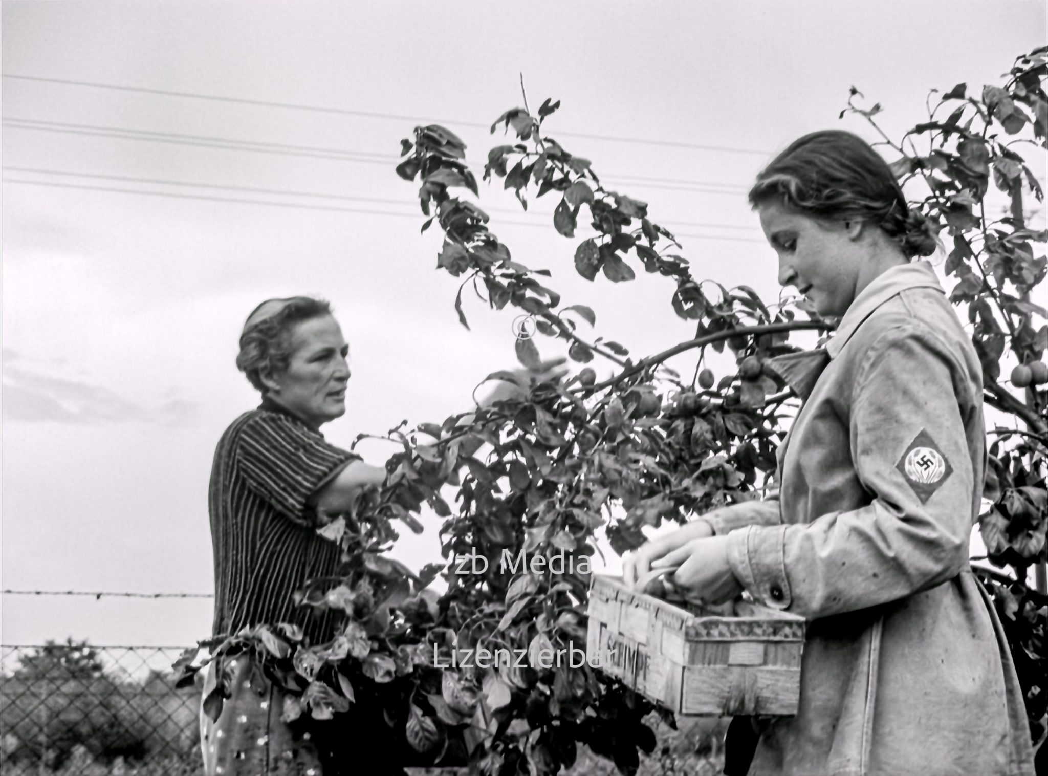 NS Frauen helfen bei Aprikosenernte 1937