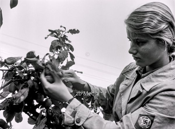 NS Frauen helfen bei Aprikosenernte 1937