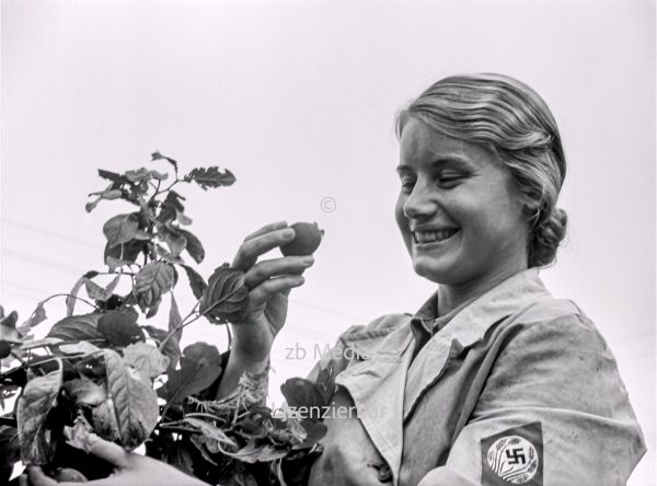 NS Frauen helfen bei Aprikosenernte 1937