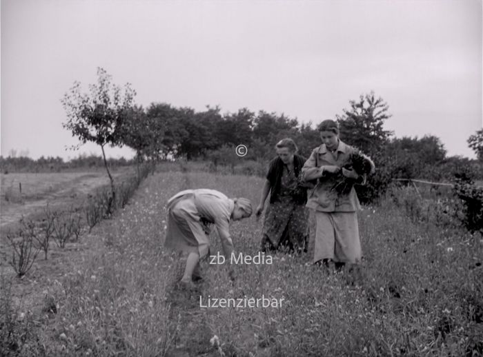 NS Frauen helfen bei Blumenernte 1937