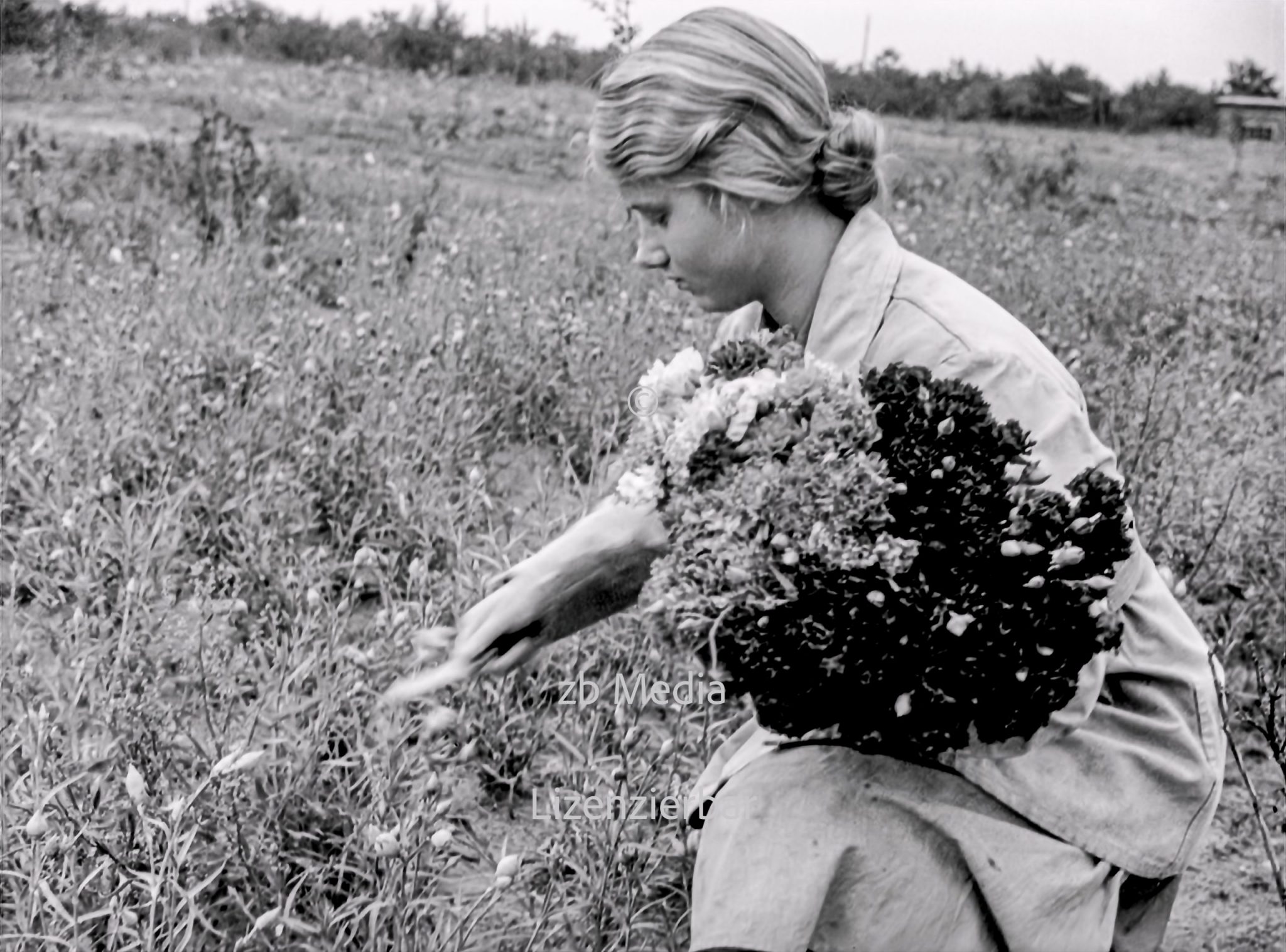 NS Frauen helfen bei Blumenernte 1937