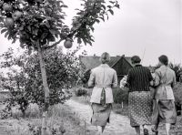 NS Frauen helfen bei Blumenernte 1937