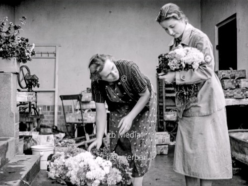 NS Frauen helfen bei Blumenernte 1937
