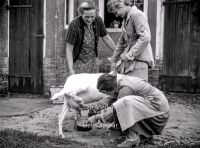 NS Frauen helfen beim Melken 1937