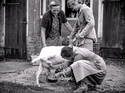 NS Frauen helfen beim Melken 1937