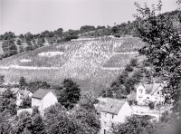Weinberg am Rhein 1937