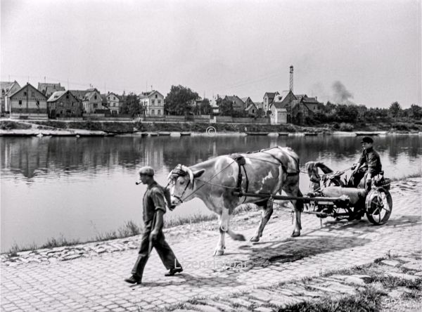 Ochsenfuhrwerk am Main 1937