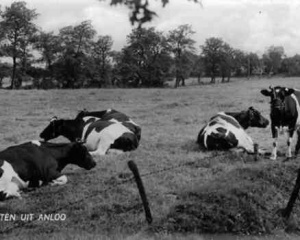 Anloo,Koeien in de weide.jpg