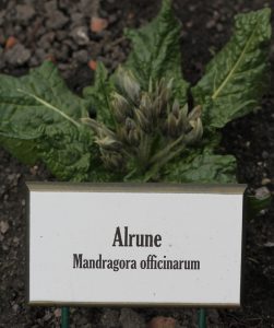 Alrune, Mandragora officinarum | Historiske Planter