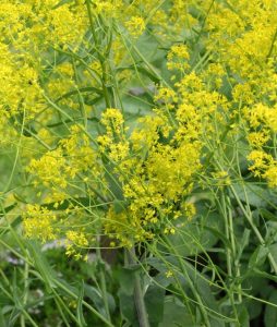 Farve-Vajd, Isatis tinctoria | Historiske Planter