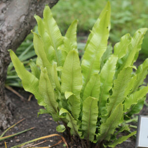 Hjortetunge, Asplenium scolopendrium | Historiske Planter