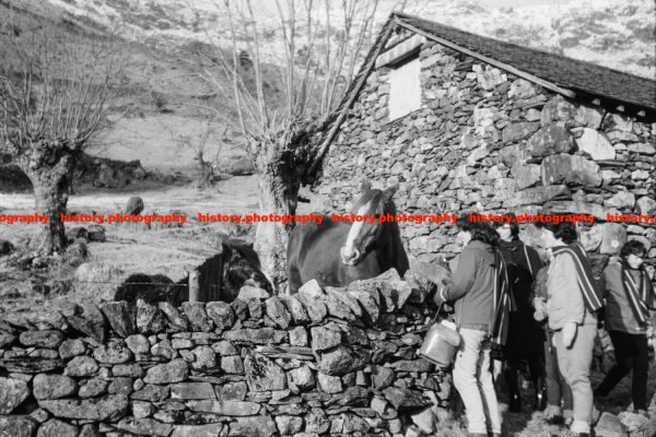 Q002901 Ponies near Great Langdale. Cumbria. 1963