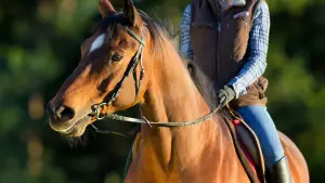 Ridning Nynashamn Sorunda Osmo Toro och Musko