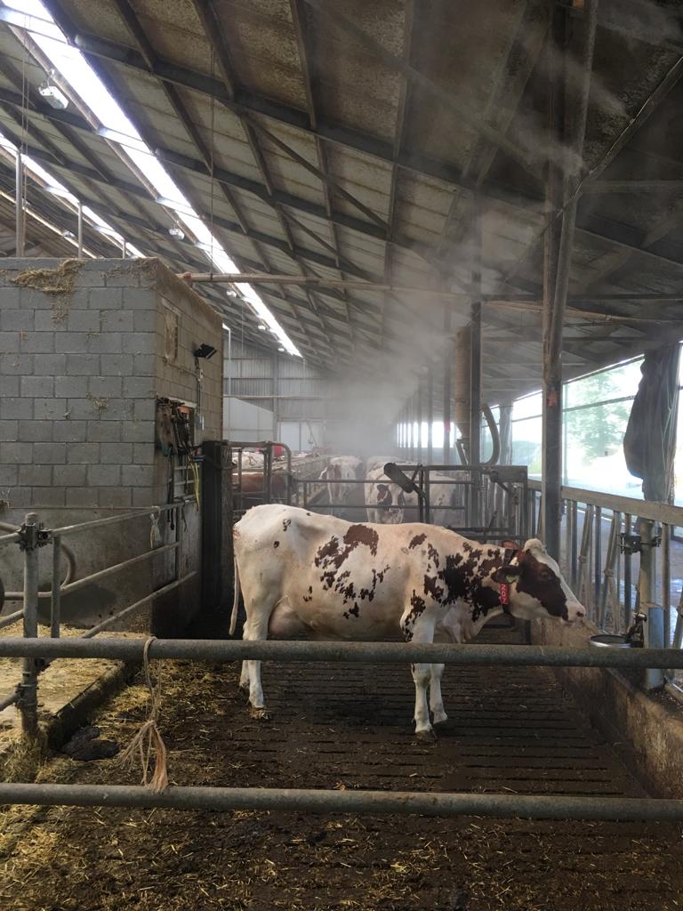 Hittestress voorkomen bij koe
