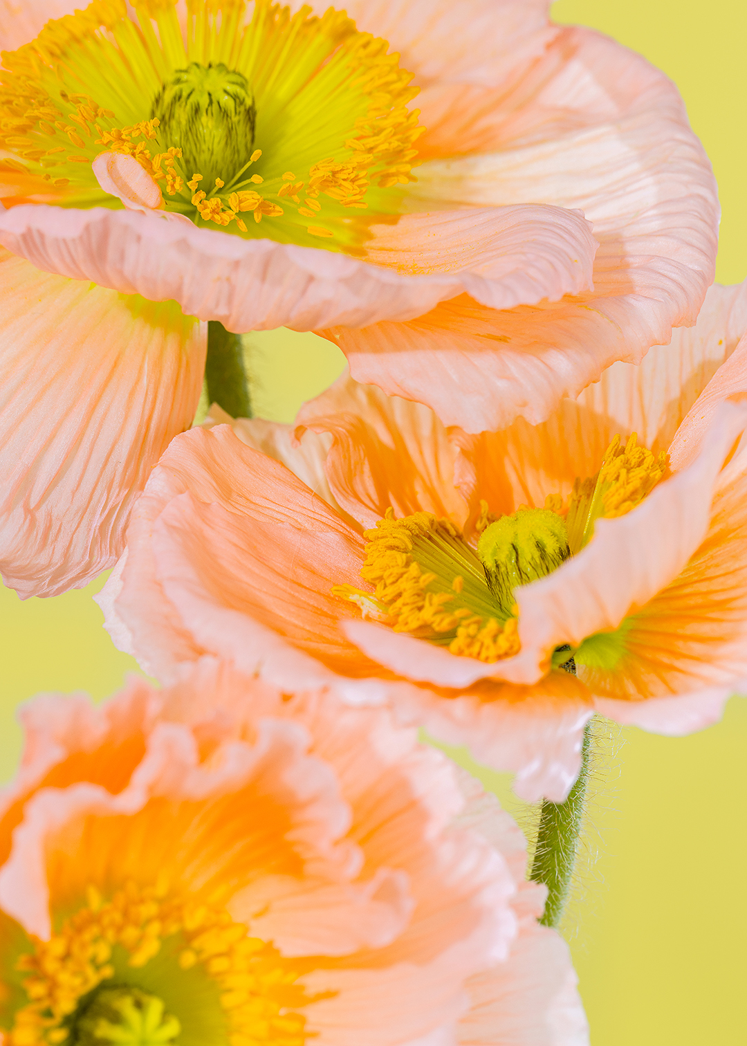 Floral still life photography of Icelandic poppies by HIYA MARIANNE.