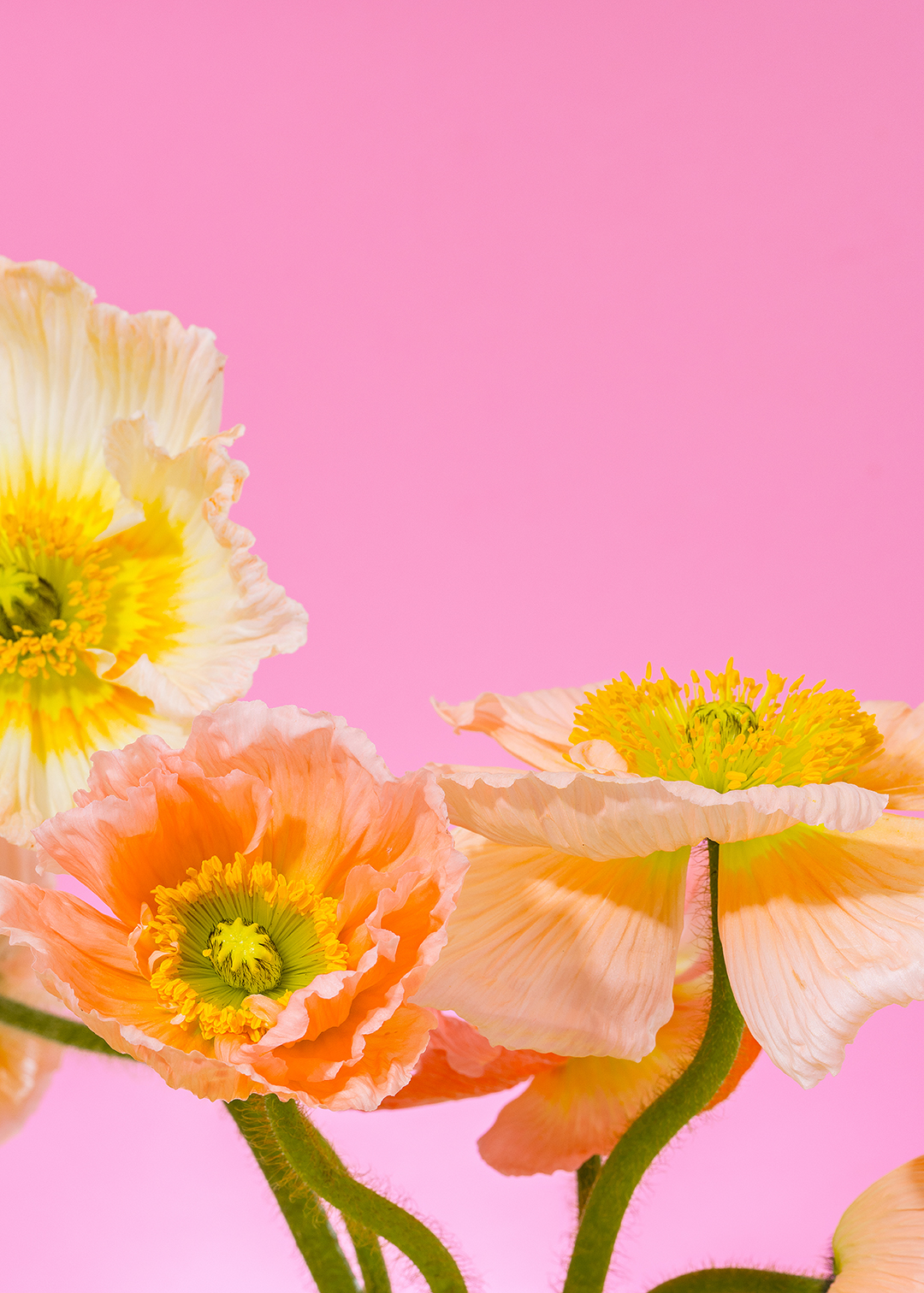 Floral still life photography of Icelandic poppies by HIYA MARIANNE.