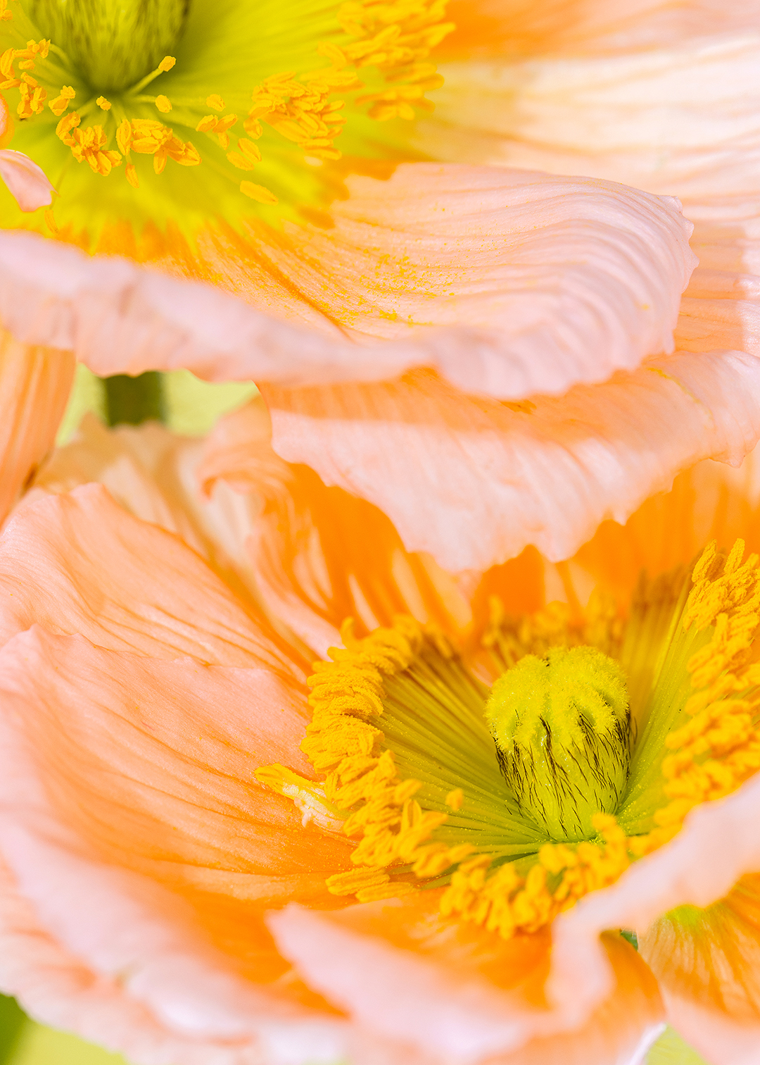 Floral still life photography of Icelandic poppies by HIYA MARIANNE.