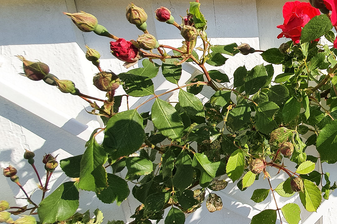 Paul's Scarlet Climber - Røde klatreroser