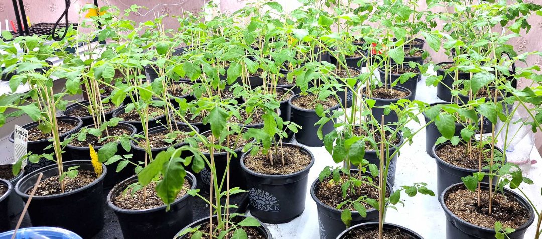 Tomatsorten Hundreds and Thousands er ikke bare imponerende i vekst, men også smakfull og flott i hagen