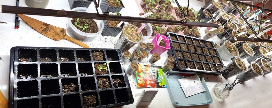 Såing, spiring, og tomatplanter.