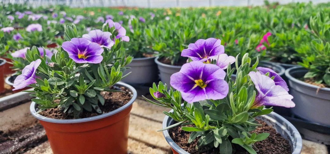Million bells sommerblomst i nydelig lilla farge, og så langt øyet kan se i drivhustunnelen til Eggen Gård A/S