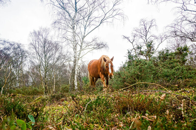 New Forest ponies roam free