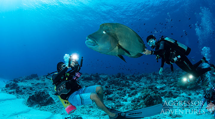 Palau Taucher und Fisch