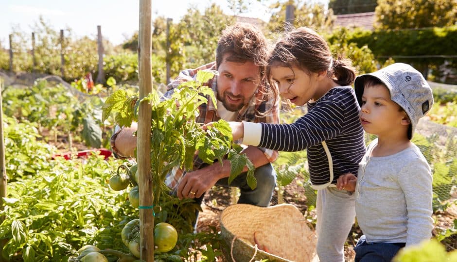 7 steg for å lykkes med dyrking av grønnsaker i egen hage