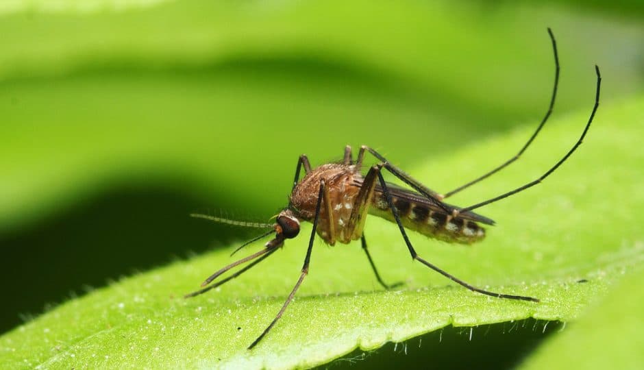 Mosquito Magnet myggfelle