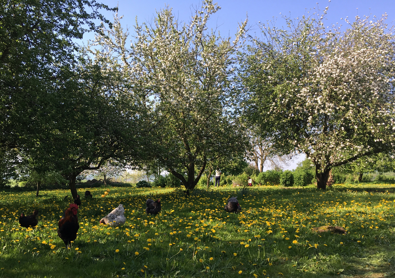 Åben forårsgård med Dyrenes Beskyttelse