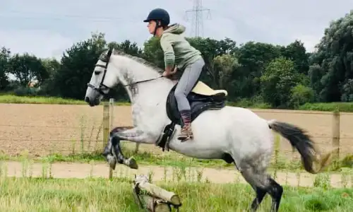 Dieren paard Hoeve Cavallo 