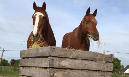 Dieren paard Hoeve Cavallo