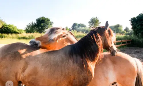 Dieren paard Hoeve Cavallo 